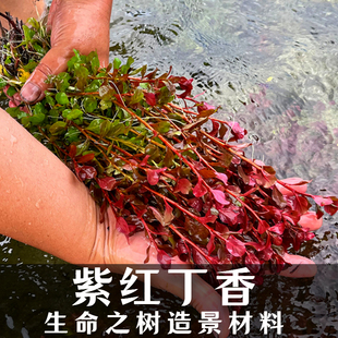红丁香带环淡水无泥水草中后景有茎类红色紫红玫瑰生态鱼缸真水草