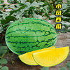 日本小凤西瓜种子种籽黄瓤黄皮，小型春季南方四季种植孑子特小凤
