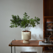 ins北欧风蓬莱松室内绿植盆栽桌面好养四季长青，植物吸甲醛净化空