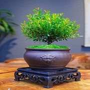 小叶赤楠老桩盆栽盆景迷你植物，室内花卉办公室桌面小绿植好养四季