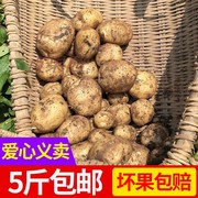 重庆巫溪马铃薯高山迷你黄心小土豆，洋芋新鲜农家净重5斤蔬菜。