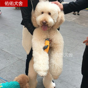 纯种巨型贵宾幼犬大型泰迪犬巨贵犬白色棕色巨型泰迪幼犬狗狗活体