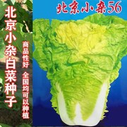 白菜北京好吃小杂56种子，大白菜快菜速生，南北方春秋季早熟四季蔬菜