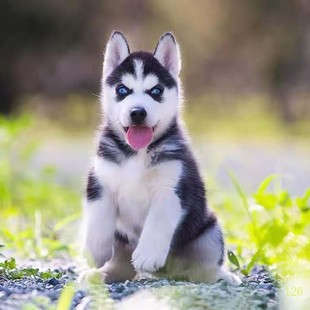 朔州纯种哈士奇幼犬，活体西伯利亚雪橇犬二哈幼犬蓝眼哈士奇幼崽宠