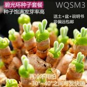 小兔子碧光环多肉种子新手套餐简单好种发芽率高送土非偏远