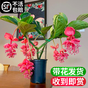 宝莲灯花盆栽带花苞室内客厅，花卉大花型绿植物，四季好养活花苗