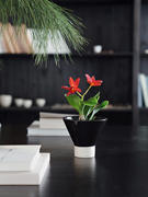 植物私生活 迷你卡特兰诧寂风茶室桌面小型开花植物盆栽
