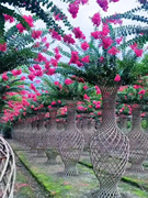 紫薇花花瓶造型盆景老桩百日红满堂红南北方易成活别墅庭院花园