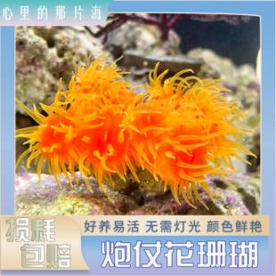 炮仗花太阳花海水软体活体珊瑚海缸造景lps珊瑚海缸生物皮实好养
