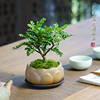 胡椒木盆栽迷你室内创意，桌面小盆景，办公室绿植好养四季清香木驱蚊