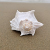 螺贝艺天然大海螺贝壳左旋螺，大螺纪念品大海螺贝壳