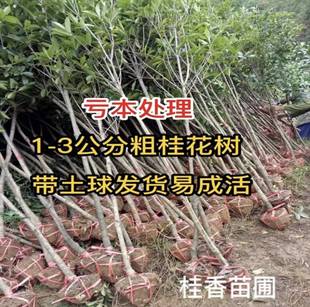 低价处理1-4cm桂花树苗大树8八月金桂丹桂四季桂当年开花盆栽地栽