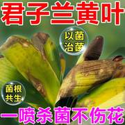 君子兰黄叶病多菌菌灵杀菌剂花卉植物兰花肥料专用肥治黄叶黑斑烂