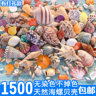 鱼缸天然贝壳海螺海星创意造景，珊瑚卷贝鱼，水族箱寄居蟹装饰品套餐