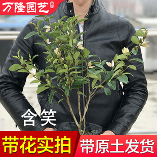 含笑花盆栽四季开花树苗浓香型，庭院地载阳台植物，室内花卉观花绿植