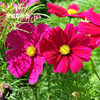 格桑花种子籽红色粉色混色大花，波斯菊花种籽高档场所美化庭院种植