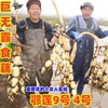 鄂莲9号巨无霸莲藕种苗深浅浅水藕高产大型食用莲藕种苗荷花苗种