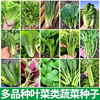 四季盆栽蔬菜种孑阳台菠菜小葱青菜韭菜空心菜香菜种子生菜白菜籽