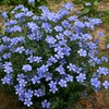 蓝花亚麻花种子室内外盆栽，庭院花坛四季播易活多年生蓝紫花卉种孑