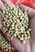 广东农家自种小黄豆打豆浆专用本地有机土黄豆子非转基因散装新豆