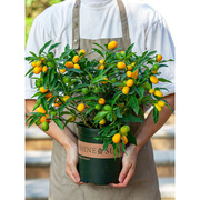 金桔树盆栽可食用阳台好养植物观果年桔绿植果苗果树桔子带果金橘