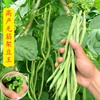 无筋架豆王种子(王种子)泰国无筋豆种籽豆角，长芸豆蔬菜四季豆青豆高产