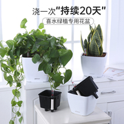 绿萝专用塑料花盆懒人，自动吸水花盆特大口径桌面，小号绿植盆栽水培