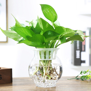 简约透明清新玻璃花瓶，绿萝花盆室内摆件，水培水养植物容器器皿鱼缸