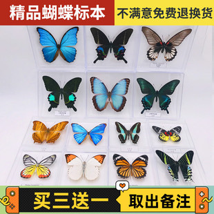 蝶仙子蝴蝶标本摆件真蝴蝶昆虫标本展翅学生，创意生日透明盒装