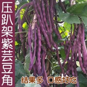 压趴架紫芸豆种子春秋季播豆角，豇豆蔬菜籽，高产抗病易种结果多孑