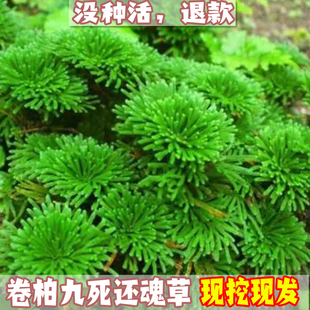 卷柏九死还魂草桌面花卉，植物微型盆景盆栽假山，组合吸水石菖蒲兰花