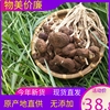 福建不开伞茶树菇500g香菇类菌菇茶薪菇干货农家特产无硫新货