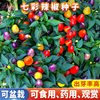 广西七彩辣椒种籽盆栽可食用观赏椒盆景，小辣椒五彩椒种子孑超辣