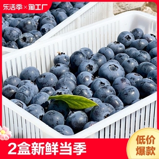 蓝莓新鲜当季水果蓝梅鲜果蓝莓孕妇即食大果速发
