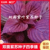 紫苏种子春夏秋四季播大叶，苏子种籽阳台，盆栽大田紫绿种植春天食用