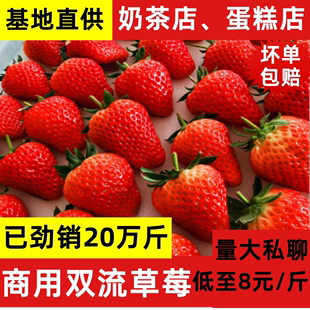 云南草莓新鲜烘焙奶茶蛋糕商用应季孕妇水果5斤奶油牛奶草莓