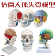 成人11头颅i骨解剖标本医学仿真人体，头骨模型可拆卸彩色骷髅