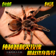 好养纯种智利火玫瑰蜘蛛宠物1-6厘米温顺可上手新手入门可爱漂亮