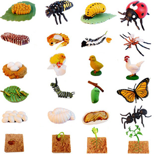 仿真昆虫动物生长过程模型，青蛙小鸡海洋，蚊子成长周期儿童科教玩具