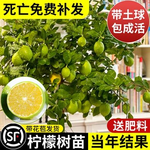 香水柠檬树苗盆栽水，果树果苗南北方室内庭院名贵四季种植当年结果