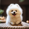迎宠博美幼犬纯种活体白色，宠物狗小体茶杯犬，狗狗小型家庭犬