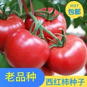 老品种西红柿种子高产非转基因沙瓤阳台盆栽庭院种植大番茄籽