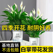 白掌水培植物一帆风顺盆栽，办公室内净化空气好养花卉绿植红掌带花