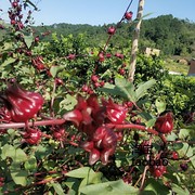 洛神花种子食用红宝石红桃k种子，阳台盆栽种籽茄花草茶，种苗包成活(包成活)