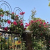铁线莲月季爬藤架子蔷薇植物攀爬花架户外庭院花园铁艺栅栏支撑架