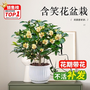 含笑花苗盆栽室内客厅办公室桌面，浓香型植物花卉盆景四季开花好养