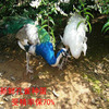 蓝孔雀受精蛋白花孔雀蛋受精卵可孵化孔雀苗观赏鸟孔雀种蛋食用蛋
