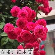 红木香白木香(白木香)黄木香(黄木香)花苗爬藤本植物，庭院爬墙耐寒花卉盆栽月季玫瑰