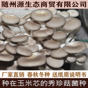 秀珍菇菌种玉米芯稻草种植秀珍菇蘑菇菌种家庭基地可种蘑菇