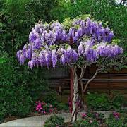 小美庭院围墙阳台攀援花卉植物盆栽地栽多花紫藤树苗紫藤罗树苗